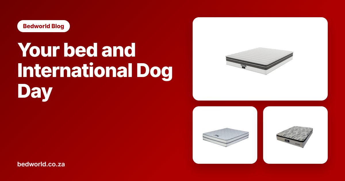 Your bed and International Dog Day